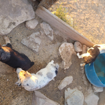 Blue heeler MIni Australian shepherd<br/>Puppies For Sale