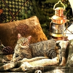 *Manx Kitty*