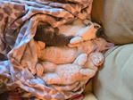 Kittens<br/>KITTENS Kremmling