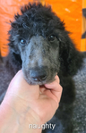 Dog<br/>AKC standard poodle puppies