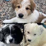 Great Pyranees/Border Collie Mix<br/>3 Puppies Rehome