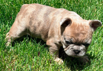 French Bulldog Puppies<br/>French Bulldog Puppies