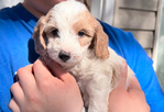 Miniature Goldendoodle Puppies<br/>Miniature Goldendoodle Puppies!