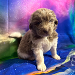 AKC Newfie Puppies<br/>9 of 11 AKC Newfoundland Puppies