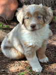 Miniature Australian Shepard<br/>PUPPIES!!!!