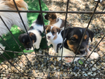 Jack Russell Pups<br/>2 Females Ready to Go!