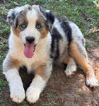 Miniature Australian Shepard<br/>PUPPIES!
