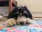 puppy<br/>F1 Standard Bernedoodle