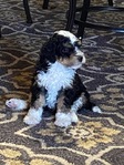 Puppies<br/>AKC Moyen Poodles and Micro and  Mini Bernedoodles