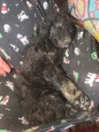 puppy<br/>AKC Standard Poodle