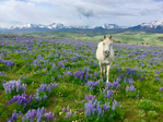 Silverthorne<br/>OWNER FINANCING AVAILABLE!
