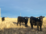 PAP Tested Registered Black Angus Yearling Bulls!<br/>Located in Western Colorado, and ready to go to work.