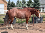 Horse, Gelding,<br/>Rope horse, Ranch horse