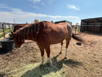 Horse, Gelding,<br/>Rope horse, Ranch horse