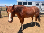 Horse, Gelding,<br/>Rope horse, Ranch horse