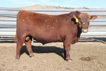 Red Angus Yearling Bulls<br/>Lytle Red Angus - Best Last Chance Sale