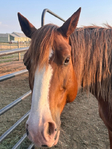 Horse, Gelding,<br/>Rope horse, Ranch horse