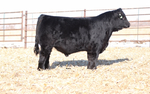LIM-FLEX BULLS<br/>WOODARD LIMOUSIN