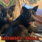 Queensland Blue Heeler<br/>QUEENSLAND BLUE HEELERS