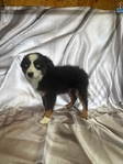 Puppies<br/>Adorable Toy Australian Shepherd Puppies