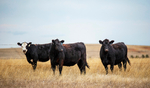 Black Angus & Black Baldy Bred Heifers,<br/>Highly maternal genetics, selling quality bred heifers for over 30 years.