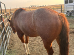 Horse, Gelding,<br/>Rope horse, Ranch horse