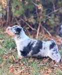 Cowboy Corgi Puppies<br/>Gorgeous Red Mountain Ranch Cowboy Corgis