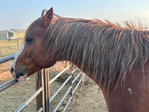 Horse, Gelding,<br/>Rope horse, Ranch horse