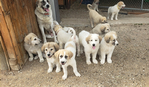 Livestock guardian dogs<br/>Livestock Guardian Dogs from excellent working lines and fully health tested parents.