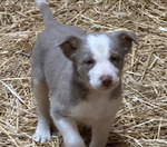 Border Collie ABCA<br/>Registered Border Collie pups available