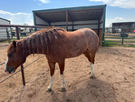 Horse, Gelding,<br/>Rope horse, Ranch horse