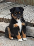 Puppies<br/>Adorable Toy Australian Shepherd Puppies