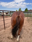 Horse, Gelding,<br/>Rope horse, Ranch horse