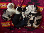 RED MOUNTAIN RANCH<br/>COWBOY CORGIS