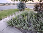 Powell, Wyoming<br/>11.22 Acres - Room for Horses, Shop & More