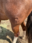 Horse, Gelding,<br/>Rope horse, Ranch horse
