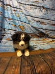 Puppies<br/>Adorable Toy Australian Shepherd Puppies