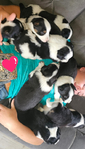 Border Collie/Australian Cattle Dog Pups-