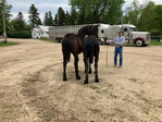 Regular Percherons<br/>Offering yearlings, 2 yr olds and  weanlings from 
a maintained blue roan herd