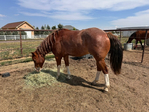 Horse, Gelding,<br/>Rope horse, Ranch horse