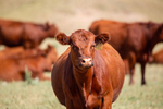 Bred Cows & Bred Heifers<br/>Red Angus commercial females for sale