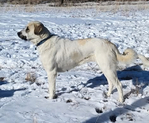 Livestock guardian dogs<br/>Livestock Guardian Dogs from excellent working lines and fully health tested parents.