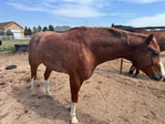 Horse, Gelding,<br/>Rope horse, Ranch horse