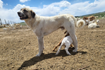 Livestock guardian dogs<br/>Livestock Guardian Dogs from excellent working lines and fully health tested parents.