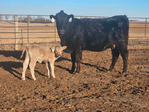 Heifer pairs