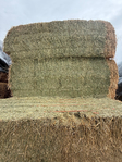 Alfalfa Hay<br/>Premium Alfalfa
