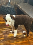 Puppies<br/>Adorable Toy Australian Shepherd Puppies