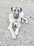 Turkish Boz Shepherds<br/>Livestock Guardians: Your Best Deterrent
