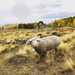 Columbia Breeding Ewes<br/>Available For Purchase: Columbia Breeding Ewes