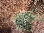 Alfalfa Hay<br/>Premium Alfalfa
